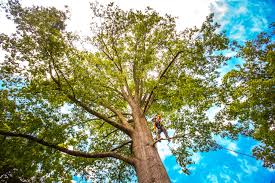 Best Hazardous Tree Removal  in Kings Park, VA