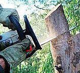 Best Stump Grinding and Removal  in Kings Park, VA