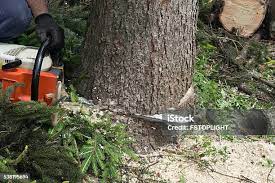 Best Lot and Land Clearing  in Kings Park, VA