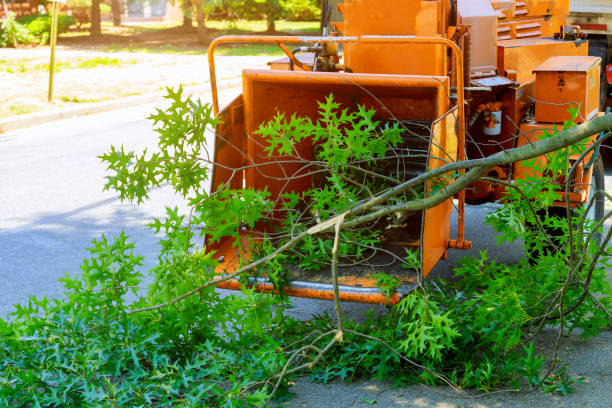 Best Root Management and Removal  in Kings Park, VA
