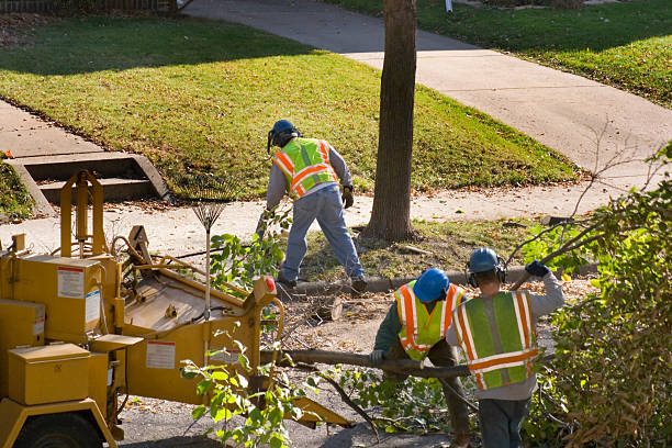 Kings Park, VA Tree Services Company