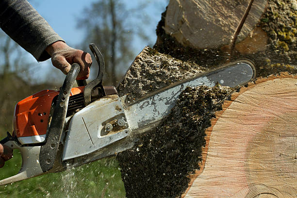 Best Tree and Shrub Care  in Kings Park, VA